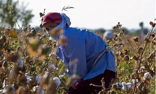 乌兹别克斯坦棉花_乌兹别克斯坦棉花种植面积